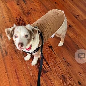 Koolaburra by Ugg, Tan Sherpa-Lined Dog Coat with Black Trim